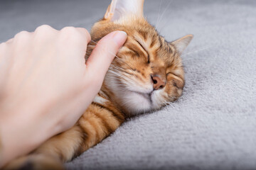 The owner gently strokes the sleeping cat.