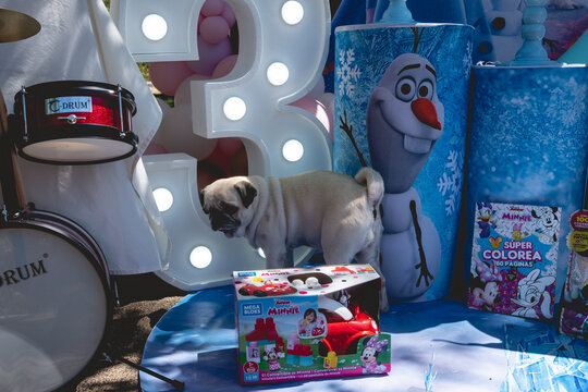 White Pug Dog With Birthday Celebration Decoration Of Disney Frozen