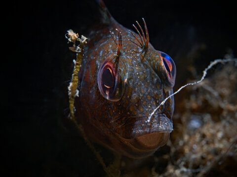 Variable blenny, Variabler Schleimfisch (Parablennius pilicornis)
