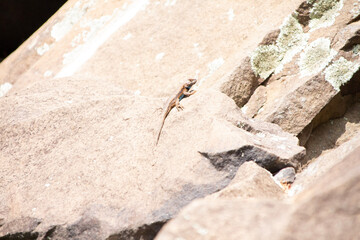 lizard on the rock