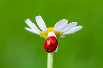 ladybug on a camomile flower