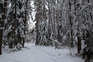 Forest after a snowfall. Moscow oblast