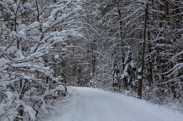 Forest after a snowfall. Moscow oblast
