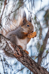 The squirrel with nut sits on tree in the winter or late autumn