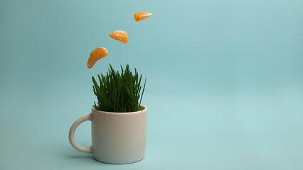 Green grass in a cup and flying tangerine slices. Herbal medicinal tea.