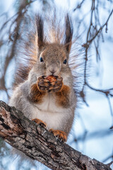 Fototapeta premium The squirrel with nut sits on tree in the winter or late autumn