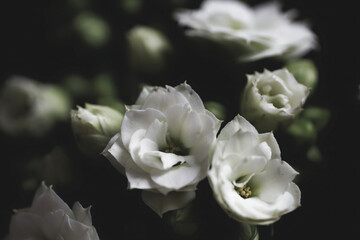 Obraz na płótnie Canvas Close-up photo of a beautiful Kalanchoe blossfeldiana 'Calandiva White' flower on a black background