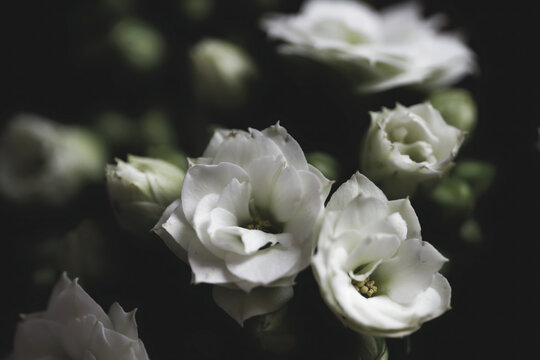 Close-up photo of a beautiful Kalanchoe blossfeldiana 'Calandiva White' flower on a black background