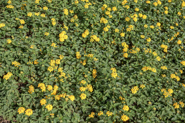Detailed close-up of yellow flowers blooming in the lush green field. Vibrant yellow flowers emerging from the green foliage in full bloom. yellow floral blooms standing out against green ground cover