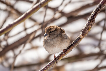 Sparrow sits on a branch without leaves.