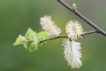 Detail of male willow flower