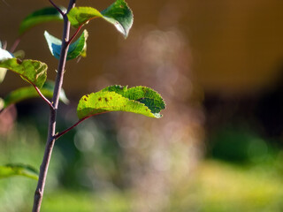 yellowed leaves on a tree in the garden