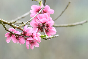 Peach blossom detail