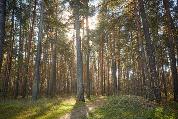 Fototapeta premium Autumn park with pine trees on a sunny day. Copy space.