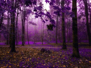 Mysterious forest in the morning. Mystical autumn woods with fog in vibrant colors. Foggy magical place. Magical atmosphere.