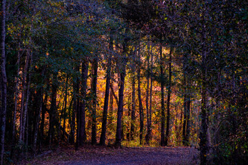 sunset in the woods