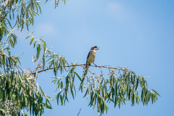 The great grey shrike, lat. Lanius excubitor, sitting on the branch with blue background.
