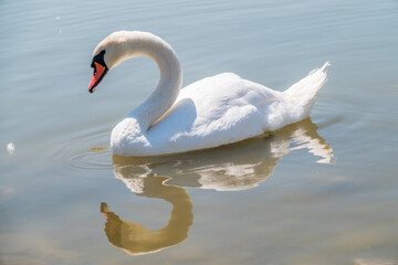 Graceful white Swan swimming in the lake, swans in the wild. Portrait of a white swan swimming on a lake.
