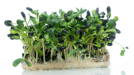 Microgreens sprouts isolated on white background. Vegan micro sunflower greens shoots. Growing...