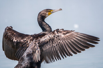 Great cormorant, Phalacrocorax carbo, sits on stone and dries its wings on the wind.