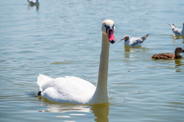 Graceful white Swan swimming in the lake, swans in the wild. Portrait of a white swan swimming on a lake.