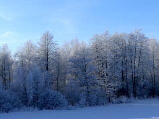 vereiste Bäume in Winterlandschaft