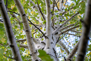 birch view from the bottom up through the branches, the branches of the tree grow from the trunk, a...
