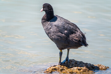 Water bird Eurasian coot, Fulica atra, standing in shallow water