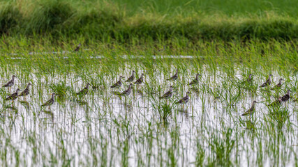 Wood Sandpiper in Paddy
