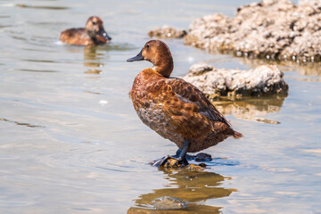 Beautiful duck, Common pochard female, Aythya ferina, standing on a lake shore.