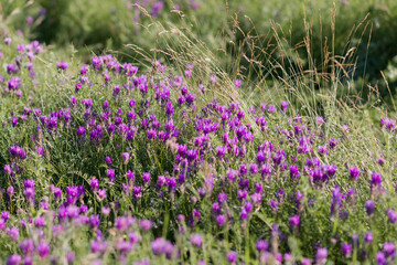 open air wildflowers aroma outdoors on a sunny day