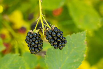 Delicious blackberries ripen on the bush