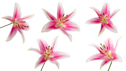 Fototapeta na wymiar Close-ups of a top view of a blooming pink lily flower on a stem and without a stem on a white background. Different angles. Soft lighting. A kind of lily is Pink Brilliant.