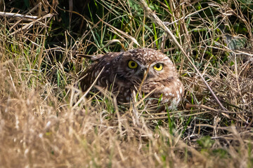 burrowing owl resting