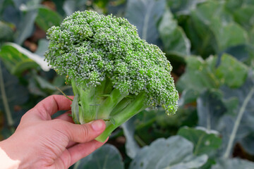 Close up view of large broccoli plant in young woman hands on bright summer sunlight. Garden bed with organic vegetables
