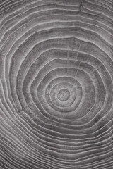Concentric gray wooden background with annual rings