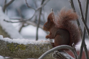 Wiewiórka ,ssak ,wiewiórka na drzewie ,wiewiórka zimą , wiewiórka z orzechem