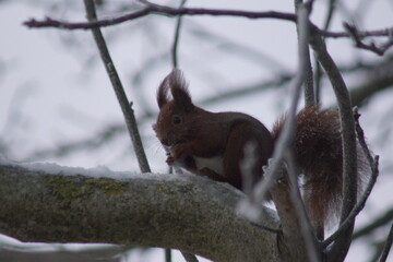 Wiewiórka ,ssak ,wiewiórka na drzewie ,wiewiórka na gałęzi ,ssak ,wiewiórka zimą