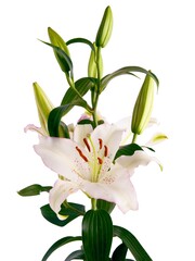 pretty pink and red lily close up isolated