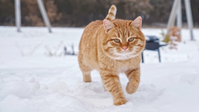 Big red fluffy domestic cat walks on white soft snow looking straight in cottage house yard against bare trees on cold winter day close view.