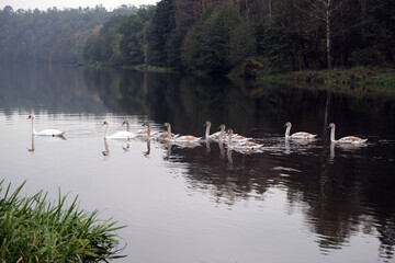 Ten swimming white swans in the river