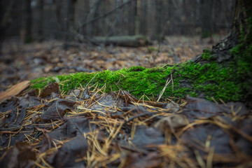 moss on a deadfall in the forest