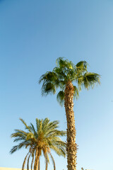 Fototapeta na wymiar Date palms mature and green against the blue sky.