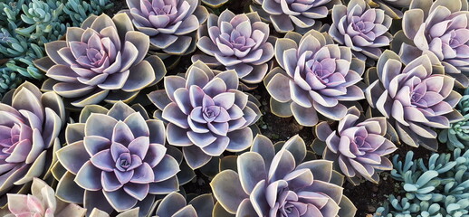  lila Sukkulenten  Echevaria  und Senecio