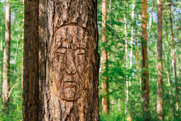 The carved face on the bark of a pine tree in the Siberian coniferous forest. The life of ancient people
