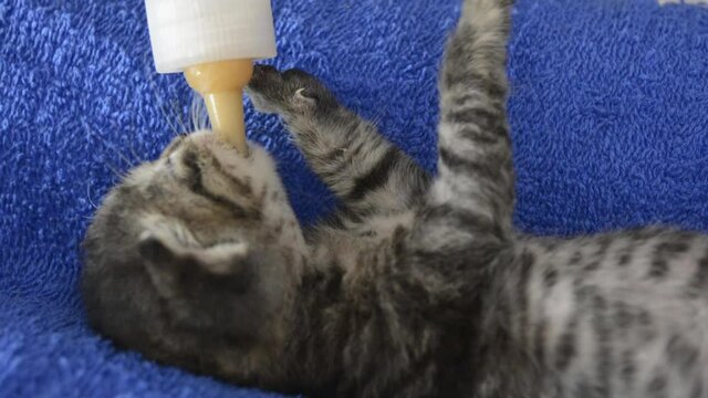 baby kitten eats on a pacifier bottle