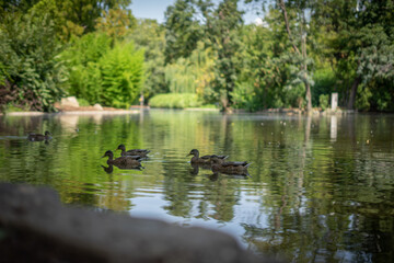Ducks on a lake