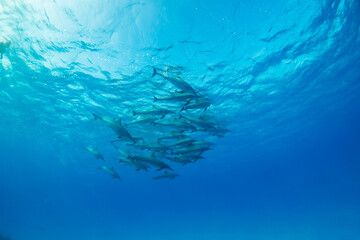 freediving with free dolphins in egypt bay