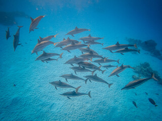 freediving with free dolphins in egypt bay