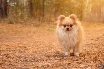 Close-up of a Pomeranian mini spitz on a walk in the autumn park, sunlight.